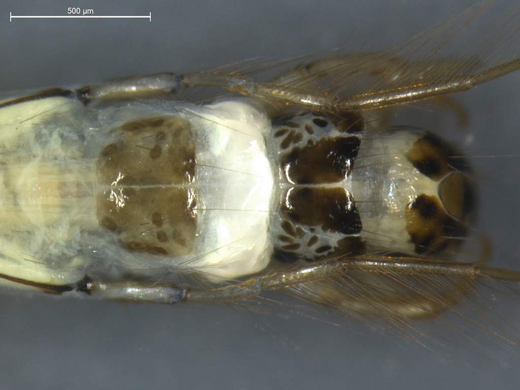 Leptocerus tineiformis